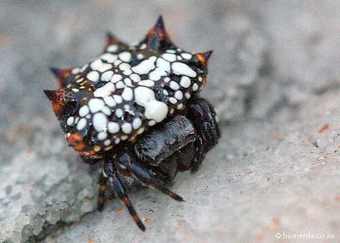 box kite spider: any orbweaver in the genus Isoxya of tropical Africa