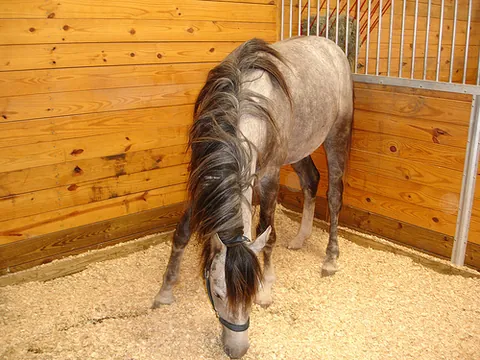 box stall: an enclosed stall with walls, within which the animal can move freely