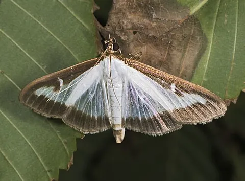 box tree moth: a moth of the species Cydalima perspectalis, native to East Asia, invasive in Australia were ther...