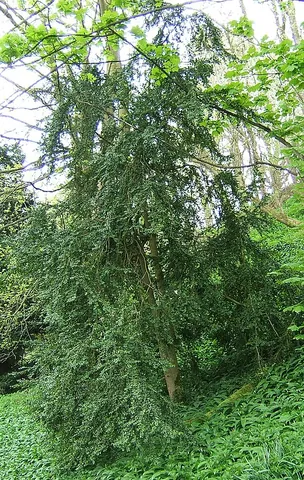 box tree: any of several trees, of the genus Buxus, often used as a hedge, for topiary, and as a source of...