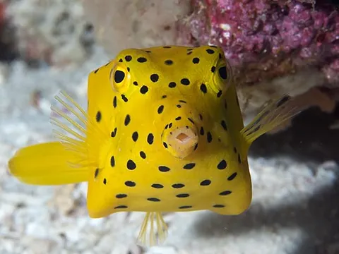 boxfish: any member of the family Ostraciidae of often colorful, squared, bony fishes