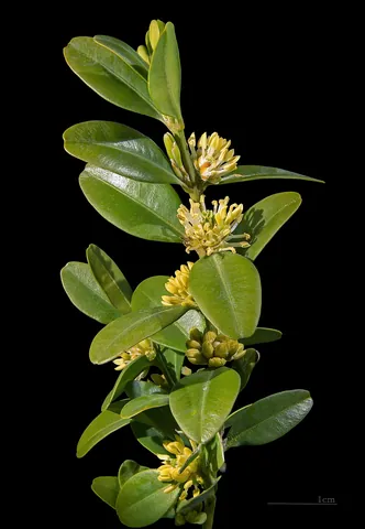 boxwood: the box tree, Buxus sempervirens