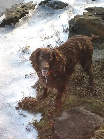 boykin spaniel: a medium-sized breed of dog, a spaniel bred for hunting wild turkeys and ducks in the Wateree River...