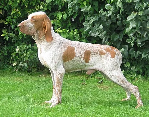 bracco italiano: an Italian breed of a pointing canine