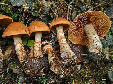 bracelet cortinar: cortinarius armillatus, a species of webcap mushroom