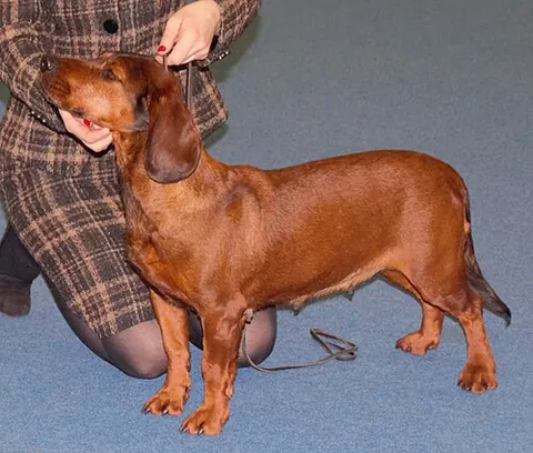 brach: originally, a synonym of scent hound (“a hunting dog that tracks prey using its sense of smell...