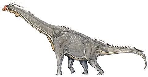 brachiosaurus: a large herbivorous sauropod dinosaur, Brachiosaurus altithorax, which lived during the Late...