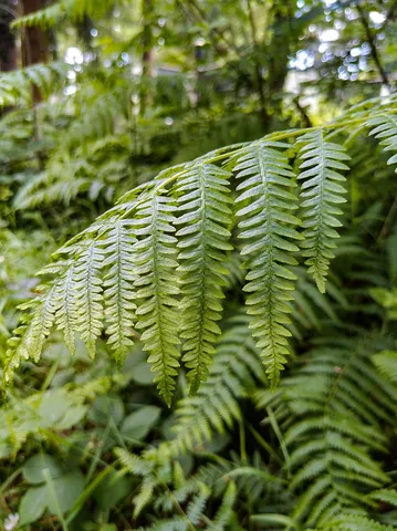 bracken: any of several coarse ferns, of the genus Pteridium, that form dense thickets; often poisonous to...