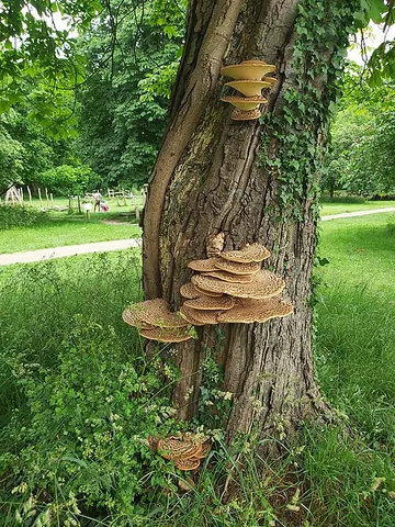 bracket fungus: any of various fungi of the family Polyporaceae, whose fruiting bodies form on trees and resemble...