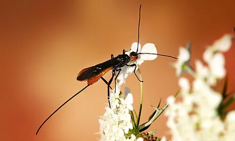 braconid: any of the parasitic wasps of the family Braconidae