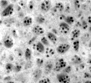 bracovirus: any member of the genus Bracovirus, of viruses that are symbiotic with specific braconids
