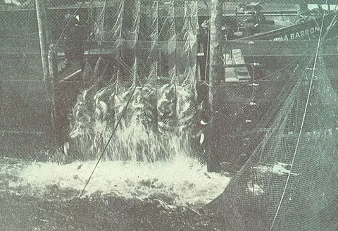 brailer: a device for unloading large quantities of fish, consisting of a net of small-mesh webbing attached...