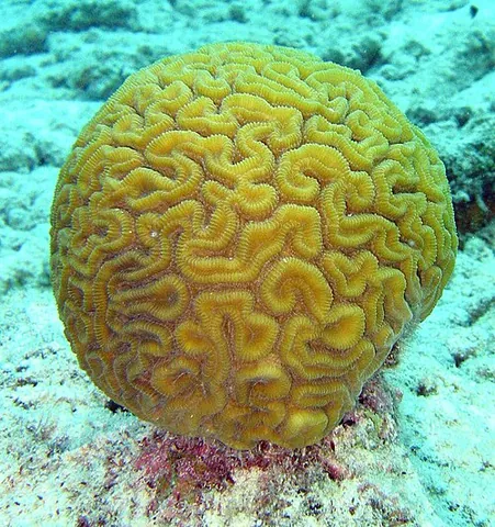 brain coral: any of several species of coral with the appearance of a brain, in the families Mussidae and...