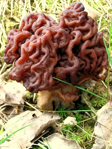 brain mushroom: a fungus common in Europe and North America and one of several species of fungi known as false...