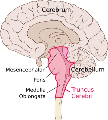 brain stem: the part of the brain that connects the spinal cord to the cerebrum and the rest of the forebrain