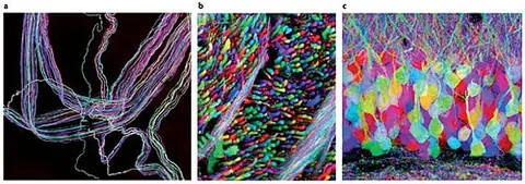 brainbow: a graphical representation of parts of the brain in which neighbouring neurons are variously...