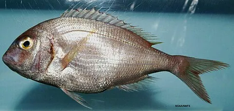 braize: a European marine fish, Pagrus pagrus, allied to the American scup; the becker. The name is...