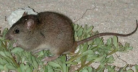bramble cay melomys: melomys rubicola, a recently extinct Australian rodent in the family Muridae