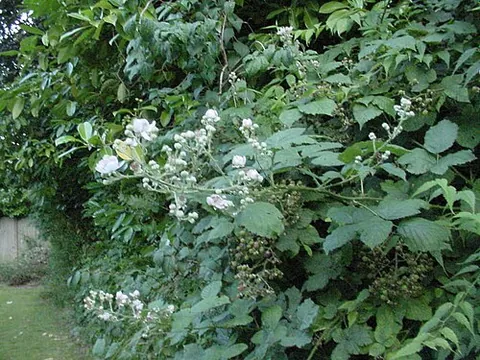 bramble: any of many closely related thorny plants in the genus Rubus including the blackberry and likely...