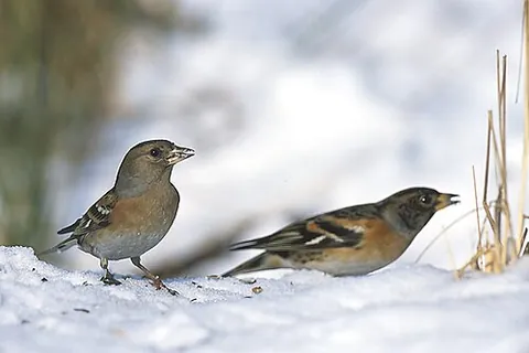 brambling finch: the brambling, Fringilla montifringilla