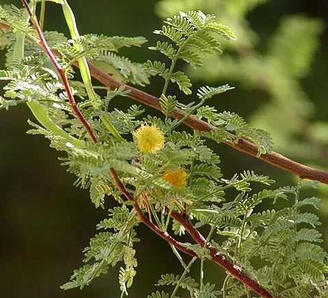 branch: the woody part of a tree arising from the trunk and usually dividing