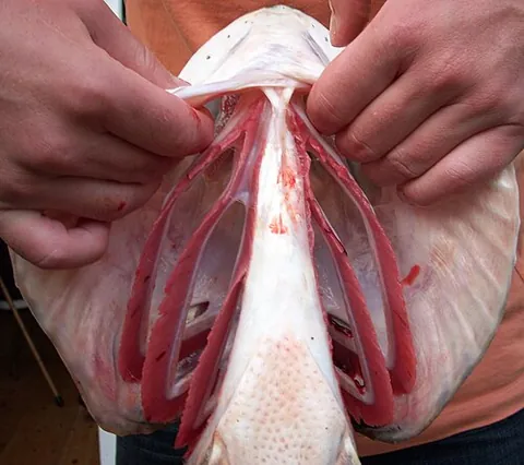 branchial arch: any of a series of bony looped structures which support the gills of fish; any of the pharyngeal...