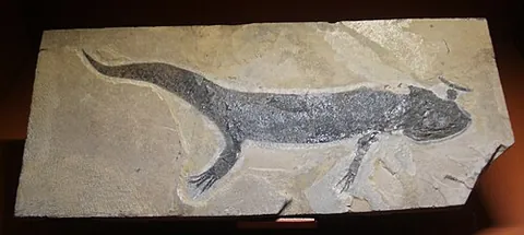 branchiosaur: any prehistoric amphibian of the genus †Branchiosaurus