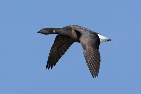 brant: any of several wild geese, of the genus Branta, that breed in the Arctic, but especially the brent...