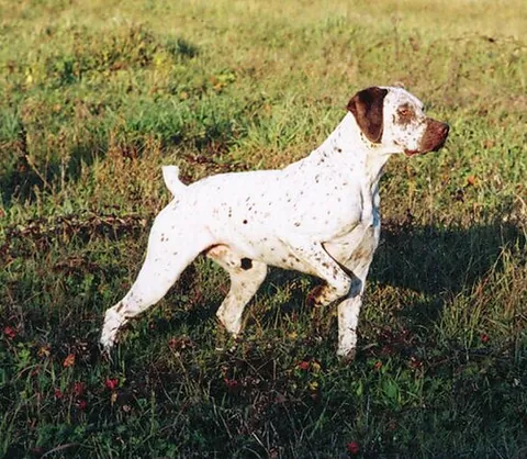 braque du bourbonnais: a breed of gundog, of rustic appearance, sometimes born with a short tail, with a coat ticked with...