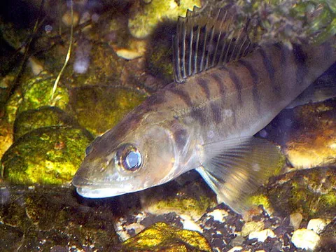 brasse: the zander (Sander lucioperca), a European freshwater fish