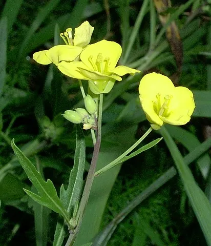 brassica: any of many plants of the genus Brassica, including cabbage, mustard and rapes