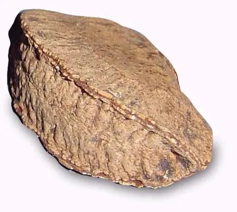 brazil nut: bertholletia excelsa, a tree native to tropical South America
