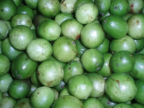 brazil plum: spondias tuberosa, a small, succulent citrus fruit native to the semiarid region of northeast Brazil
