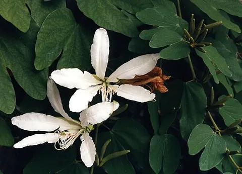 brazilian orchid tree: bauhinia forficata, a species of flowering tree