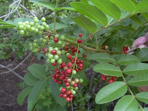 brazilian pepper tree: a South American tree, Schinus terebinthifolia, grown for its attractive glossy evergreen leaves...