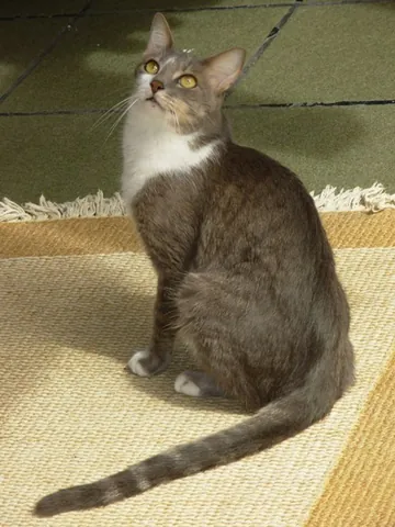 brazilian shorthair: a medium size, shorthaired domestic cat breed, originating in Brazil