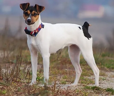 brazilian terrier: a breed of dog developed in Brazil