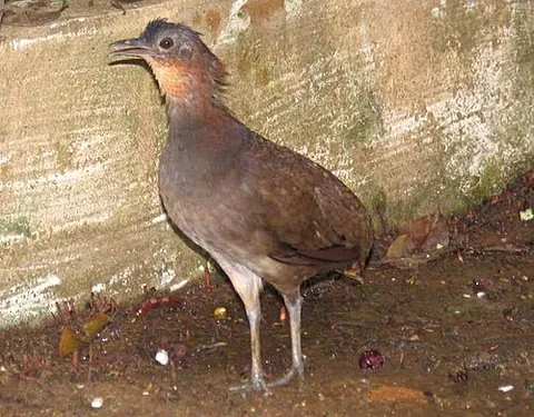 brazilian tinamou: a tinamou, Crypturellus strigulosus