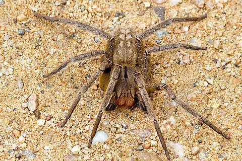 brazilian wandering spider: a South American spider of the genus Phoneutria with a medically significant bite