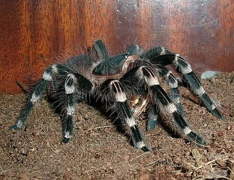 brazilian whiteknee tarantula: a common spider of species Acanthoscurria geniculata, with white leg joints, native to Brazil