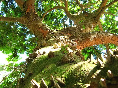 brazilwood: a Brazilian timber tree (Paubrasilia echinata, syn. Caesalpinia echinata), used primarily to make...