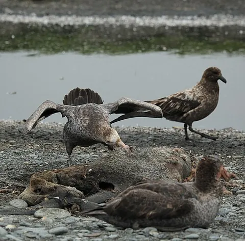break-bones: any bird in the genus Macronectes, known as giant petrels