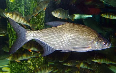 bream: a European fresh-water cyprinoid fish of the genus Abramis, little valued as food. Several species...