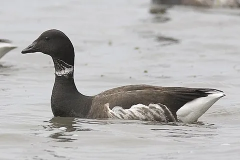 brent goose: a small member of the goose family (Anatidae), Branta bernicla