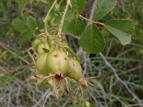 briar: any of many plants with thorny stems growing in dense clusters, such as many in the Rosa, Rubus,...