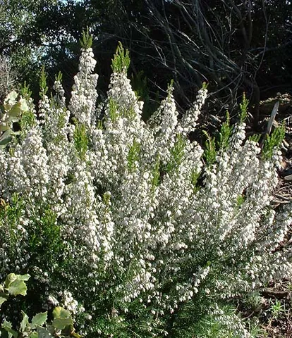 briarwood: erica arborea, tree heath, an ericaceous flowering plant