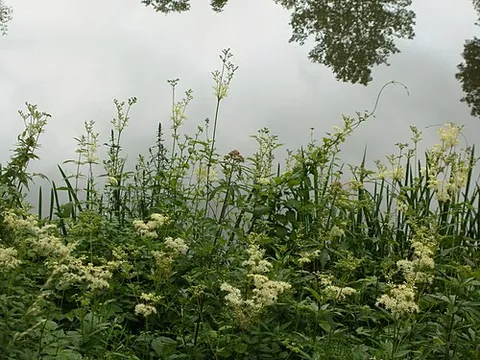 bridewort: filipendula ulmaria
