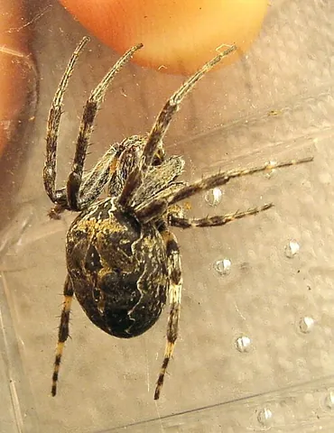 bridge spider: a large orb weaver often found on bridges and near water (Larinioides sclopetarius)