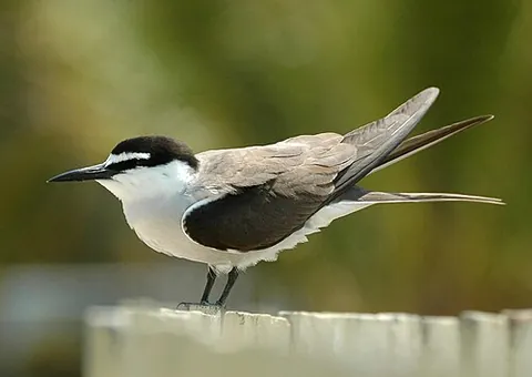 bridled tern: onychoprion anaethetus, is a seabird of the family Laridae