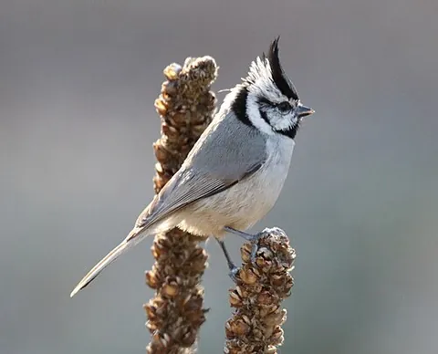 bridled titmouse: a bird of species Baeolophus wollweberi, of small tits in family Paridae, found from Arizona to...